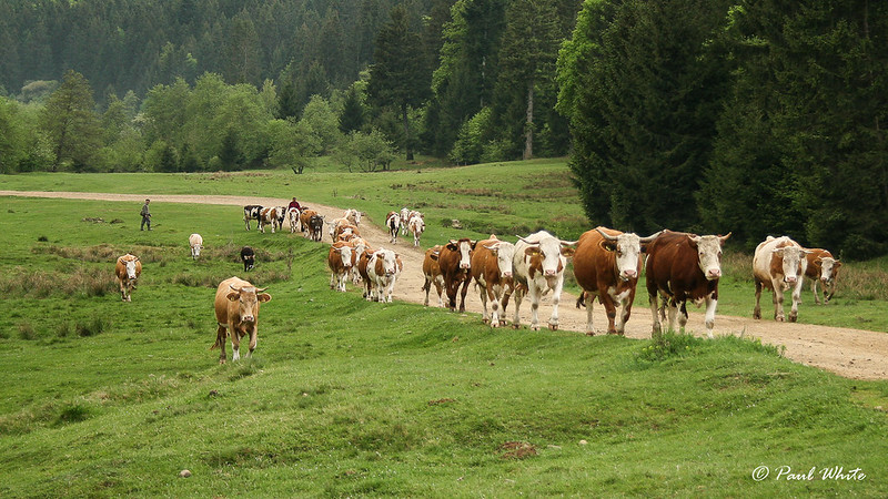 EU livestock populations fall 8.9% in 20 years